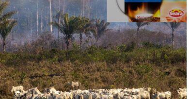 Castigo veio a cavalo: supermercados europeus param de vendar carne bovina do Brasil por relação com desmatamento